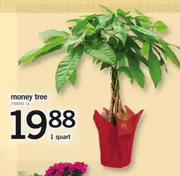 Loblaws Money tree offer