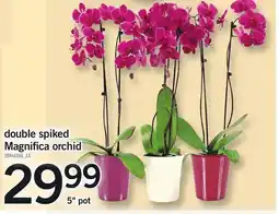Loblaws Double spiked magnifica orchid offer