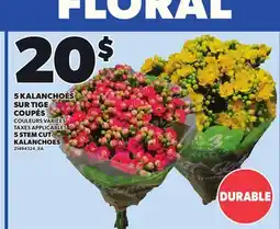 Provigo 5 STEM CUT KALANCHOES offer