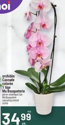 Metro ORCHIDÉE CASCADE COLORÉE 1 TIGE MA BOUQUETERIE | MA BOUQUETERIE CASCADING COLORED ORCHID offer