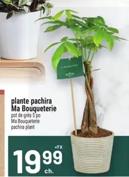Metro PLANTE PACHIRA MA BOUQUETERIE | MA BOUQUETERIE PACHIRA PLANT offer
