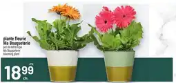 Metro PLANTE FLEURIE MA BOUQUETERIE | MA BOUQUETERIE BLOOMING PLANT offer
