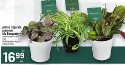 Metro PLANTE TROPICALE PREMIUM MA BOUQUETERIE | MA BOUQUETERIE TROPICAL PREMIUM PLANT offer