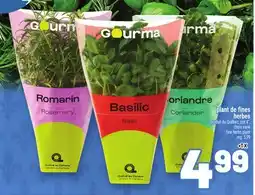 Metro PLANT DE FINES HERBES | FINE HERBS PLANT offer