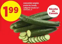 Maxi CONCOMBRE ANGLAIS offer