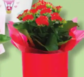IGA KALANCHOE OR BLOOMING LOVE IN AIR FLOWER POT offer