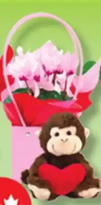 IGA CALLA LILY, BLOOMING PURSE HUGGER OR FLOWER POT offer