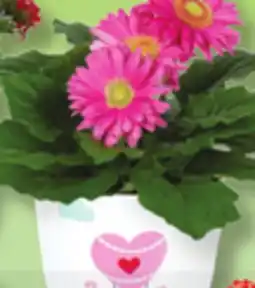 IGA Blooming Love in Air Flower Pot offer