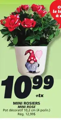 IGA MINI ROSE offer