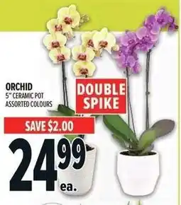 Metro Orchid offer