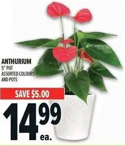 Metro Anthurium offer