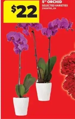 Real Canadian Superstore 5 ORCHID offer