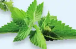 Walmart Flat Mints offer