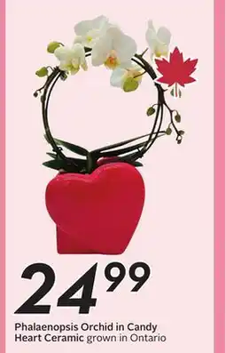 Sobeys Phalaenopsis Orchid in Candy Heart Ceramic offer