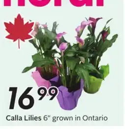 Sobeys Calla Lilies offer
