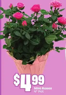 FreshCo Mini Roses offer