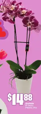 FreshCo Orchids 5 Deco Plastic Pot offer