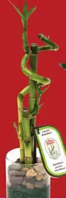 FreshCo 3-Piece Lucky Bamboo in Glass - LNY offer