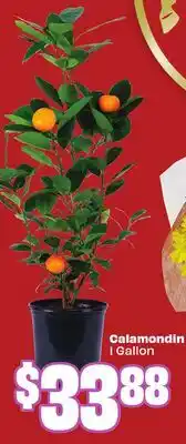 FreshCo Calamondin - LNY offer