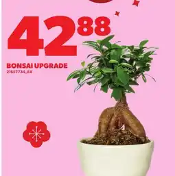 Loblaws BONSAI UPGRADE offer