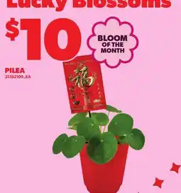 Loblaws PILEA offer