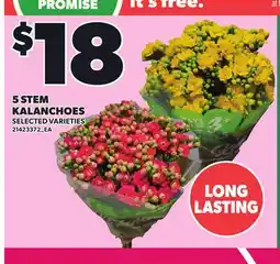 Loblaws 5 STEM KALANCHOES offer