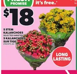 Independent Grocer 5 STEM KALANCHOES offer