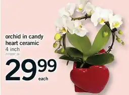 Fortinos ORCHID IN CANDY HEART CERAMIC, 4 INCH offer