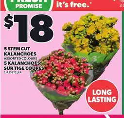 Independent City Market 5 STEM CUT KALANCHOES offer