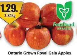 Starsky Ontario Grown Royal Gala Apples offer
