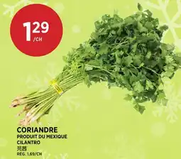 Kim Phat CILANTRO offer