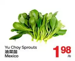 T&T Supermarket YU CHOY SPROUTS offer