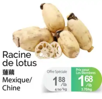 T&T Supermarket RACINE DE LOTUS offer