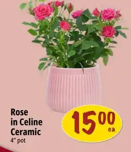 Farm Boy Rose in Celine Ceramic offer