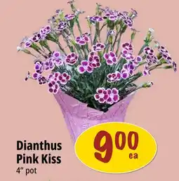Farm Boy Dianthus Pink Kiss offer