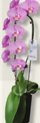 IGA CASCADE ORCHID offer