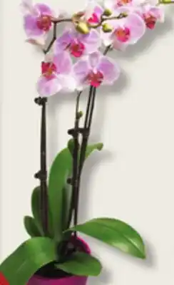 IGA ORCHID offer