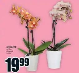 Super C Orchidées | orchids offer