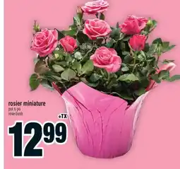 Super C Rosier miniature | rose-bush offer
