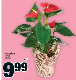 Super C anthurium | anthurium offer