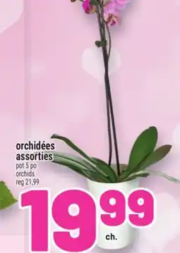 Metro ORCHIDÉES ASSORTIES offer