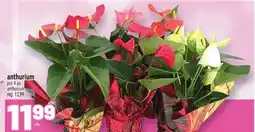 Metro ANTHURIUM | ANTHURIUM offer