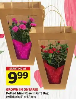 Foodland Potted Mini Rose in Gift Bag offer
