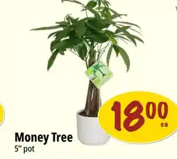 Farm Boy Money Tree offer