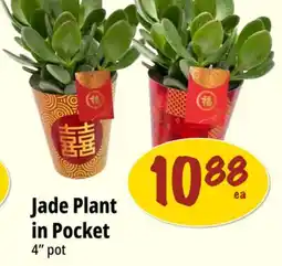 Farm Boy Jade Plant in Pocket 4 pot offer