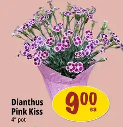 Farm Boy Dianthus Pink Kiss offer