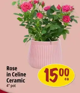 Farm Boy Rose in Celine Ceramic offer