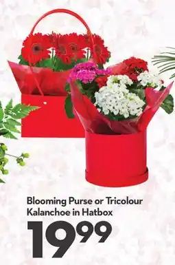 Longo's Blooming Purse or Tricolour Kalanchoe in Hatbox offer