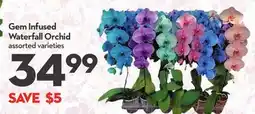 Longo's Gem Infused Waterfall Orchid offer