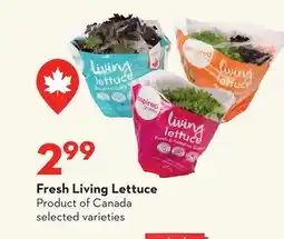 Longo's Fresh Living Lettuce offer